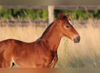 Westphalian, Mare, Foal (06/2025), Brown
