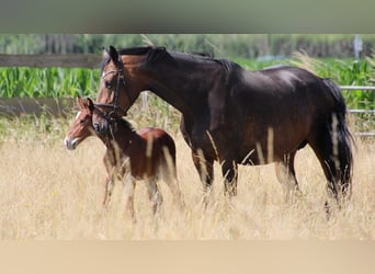 Westphalian, Mare, Foal (06/2025), Brown