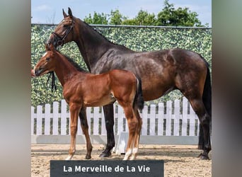 Westphalian, Mare, Foal (06/2025), Brown