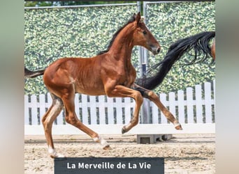 Westphalian, Mare, Foal (06/2025), Brown