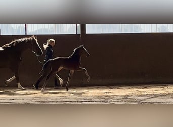 Westphalian, Mare, , Brown