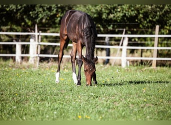 Westphalian, Mare, Foal (05/2025), Brown