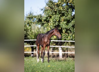Westphalian, Mare, Foal (05/2025), Brown