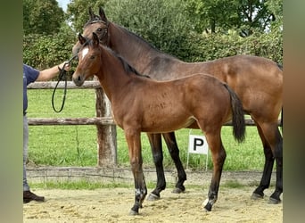 Westphalian, Mare, Foal (04/2025), Brown
