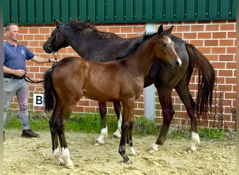 Westphalian, Mare, Foal (04/2025), Brown