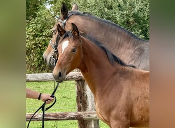 Westphalian, Mare, Foal (04/2025), Brown