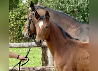 Westphalian, Mare, Foal (04/2025), Brown
