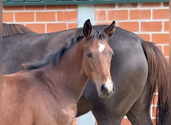 Westphalian, Mare, Foal (04/2025), Brown