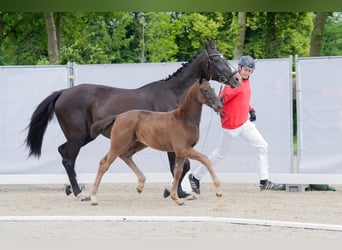 Westphalian, Mare, Foal (05/2024), Brown