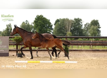 Westphalian, Mare, Foal (04/2025), Brown
