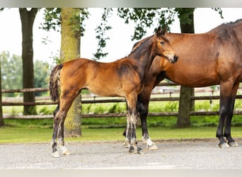 Westphalian, Mare, Foal (04/2025), Brown