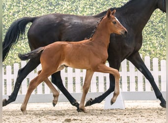 Westphalian, Mare, Foal (05/2026), Brown