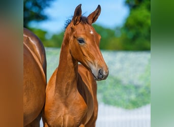 Westphalian, Mare, Foal (05/2026), Brown