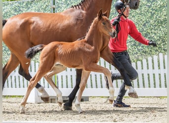 Westphalian, Mare, Foal (04/2026), Brown