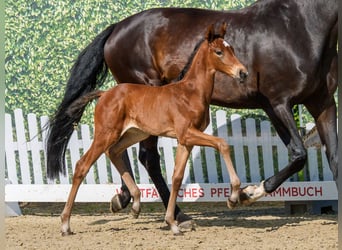 Westphalian, Mare, Foal (06/2026), Brown