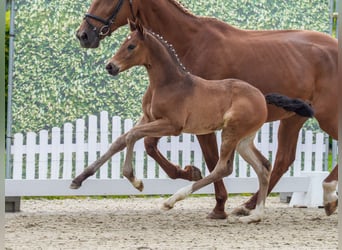 Westphalian, Mare, Foal (04/2026), Brown