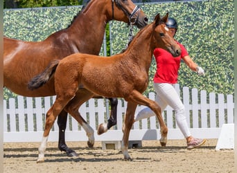Westphalian, Mare, Foal (04/2026), Brown