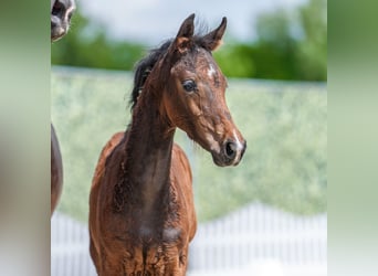 Westphalian, Mare, Foal (03/2026), Brown