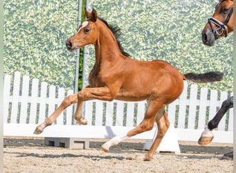 Westphalian, Mare, Foal (05/2026), Brown