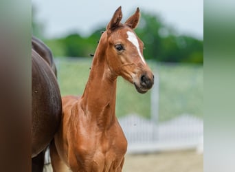 Westphalian, Mare, Foal (05/2026), Brown