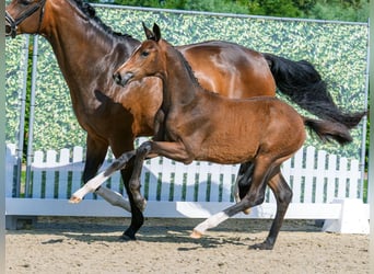 Westphalian, Mare, Foal (03/2026), Brown