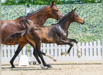 Westphalian, Mare, Foal (03/2026), Brown