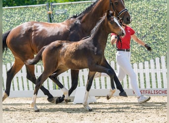 Westphalian, Mare, Foal (03/2026), Brown