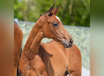 Westphalian, Mare, , Brown