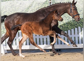 Westphalian, Mare, Foal (02/2026), Brown