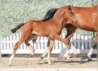 Westphalian, Mare, , Brown
