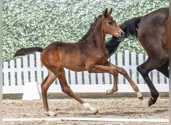 Westphalian, Mare, , Brown