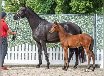 Westphalian, Mare, , Brown