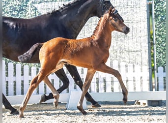 Westphalian, Mare, , Brown