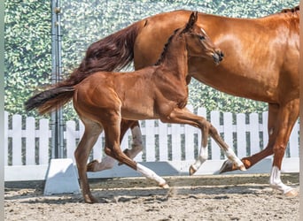 Westphalian, Mare, , Brown