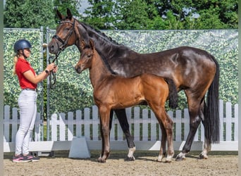 Westphalian, Mare, , Brown
