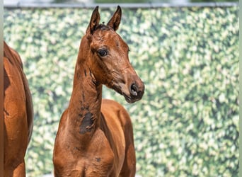 Westphalian, Mare, , Brown
