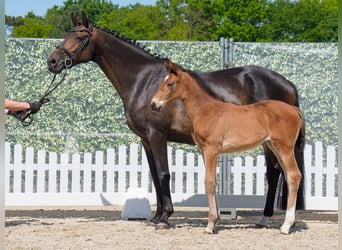 Westphalian, Mare, , Brown
