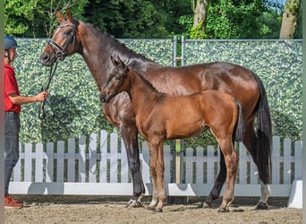 Westphalian, Mare, , Brown