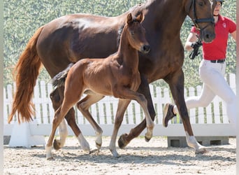 Westphalian, Mare, , Brown