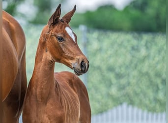 Westphalian, Mare, , Brown