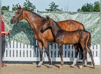 Westphalian, Mare, Foal (05/2025), Brown