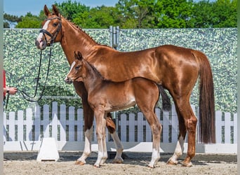 Westphalian, Mare, , Brown