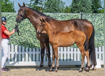 Westphalian, Mare, , Brown