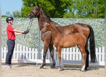 Westphalian, Mare, , Brown