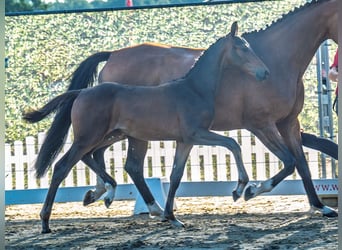 Westphalian, Mare, Foal (05/2025), Brown