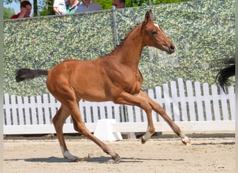 Westphalian, Mare, , Brown