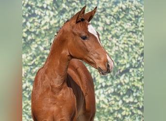 Westphalian, Mare, , Brown