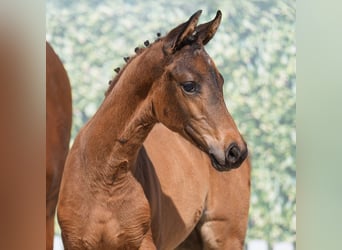 Westphalian, Mare, , Brown