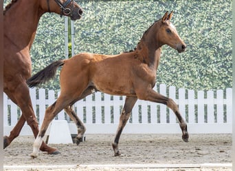 Westphalian, Mare, , Brown