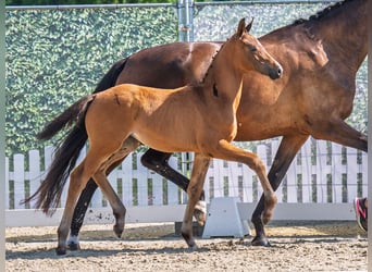 Westphalian, Mare, , Brown